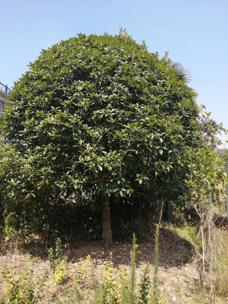 5-20公分桂花，苗木直供，1000多亩桂花树基地可供