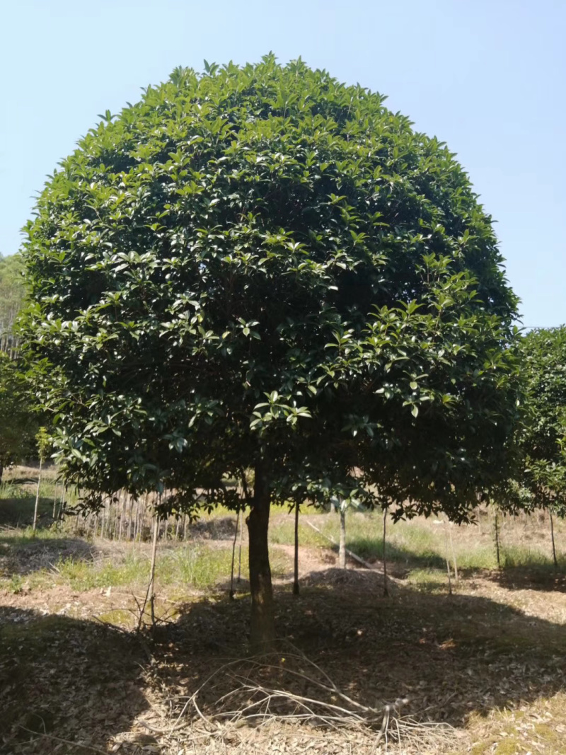 5-20公分桂花，苗木直供，1000多亩桂花树基地可供