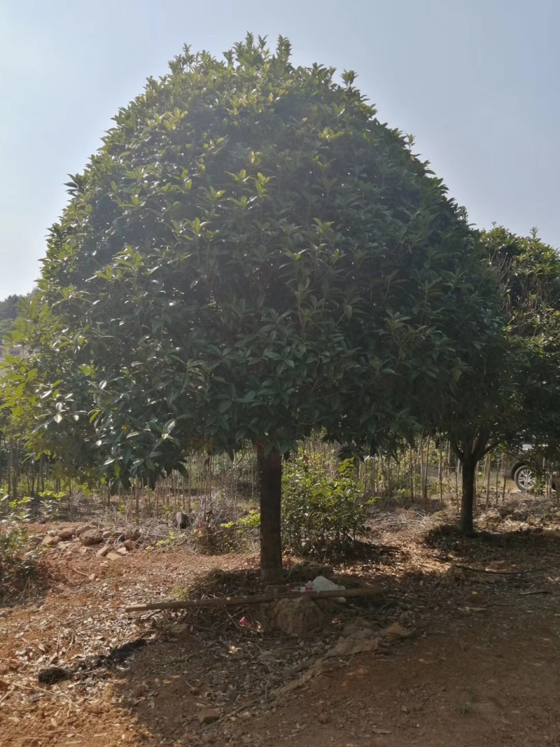 5-20公分桂花，苗木直供，1000多亩桂花树基地可供