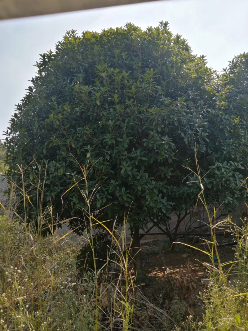 5-20公分桂花，苗木直供，1000多亩桂花树基地可供