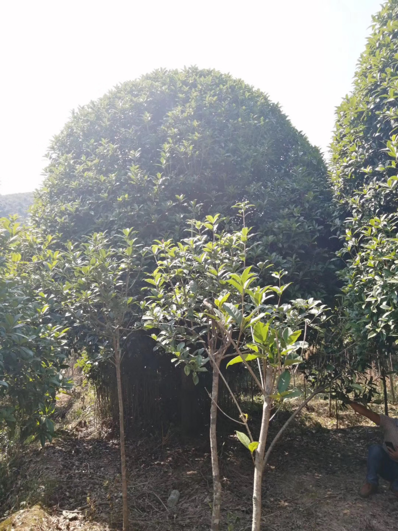 5-20公分桂花，苗木直供，1000多亩桂花树基地可供
