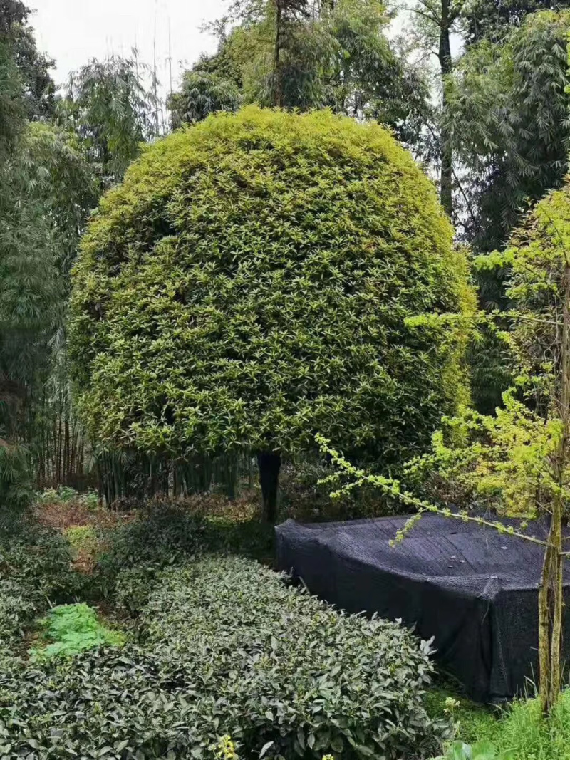 15公分精品桂花，修剪冠，自然冠都有
