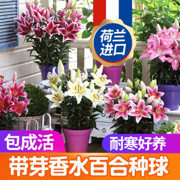 百合切花百合香水百合单瓣百合花种球百合花