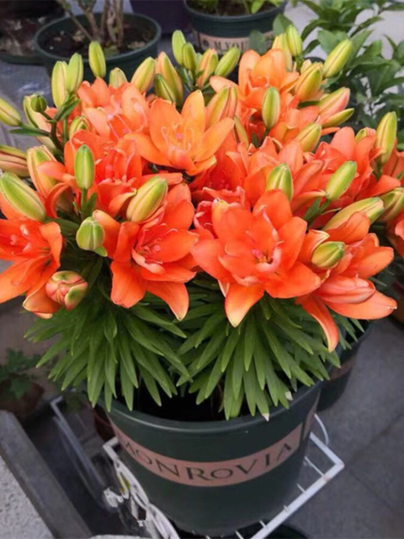 重瓣香水百合花种球带牙种子多头四季开花矮生浓香室内外花卉