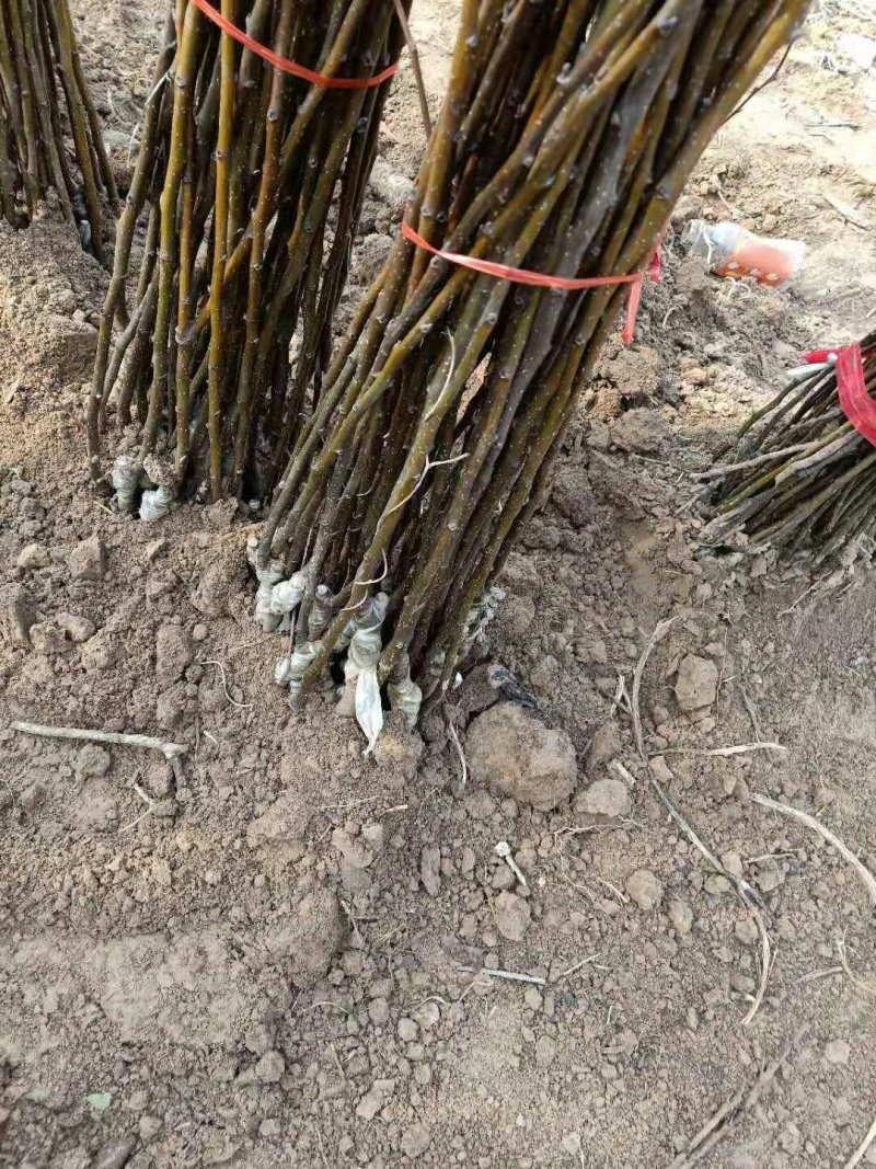 桃树苗大量供应各种桃树苗占地树自家苗圃品种保证