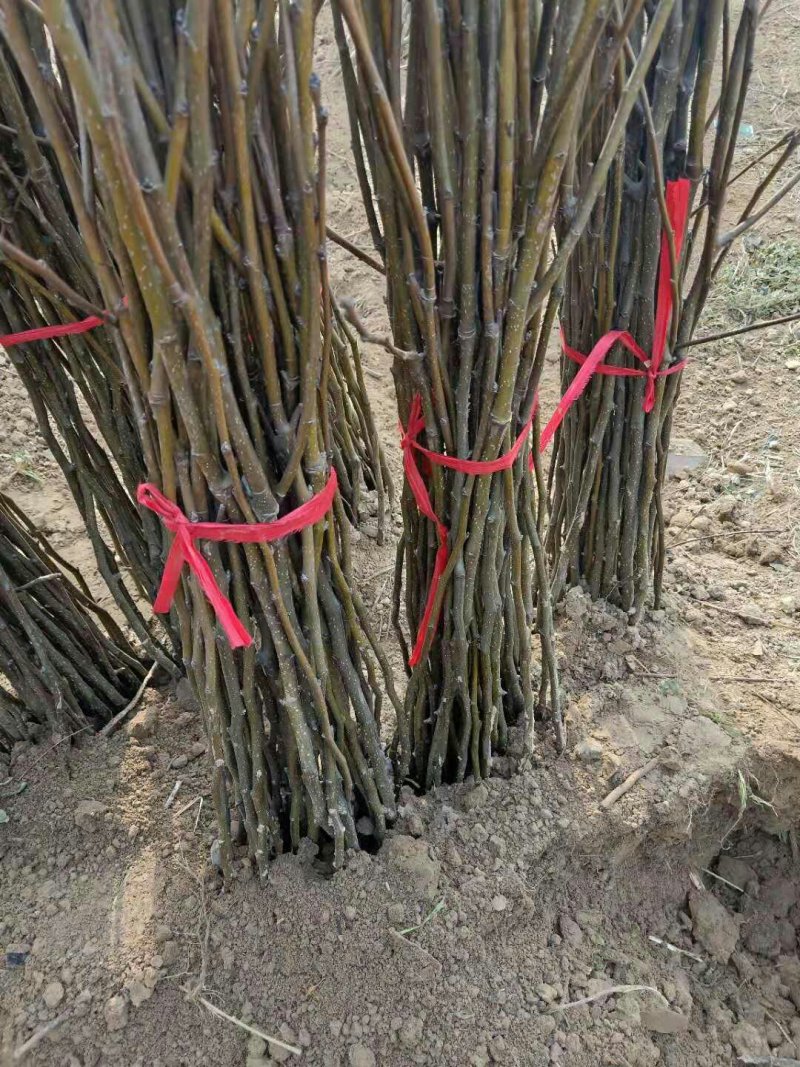 桃树苗大量供应各种桃树苗占地树自家苗圃品种保证