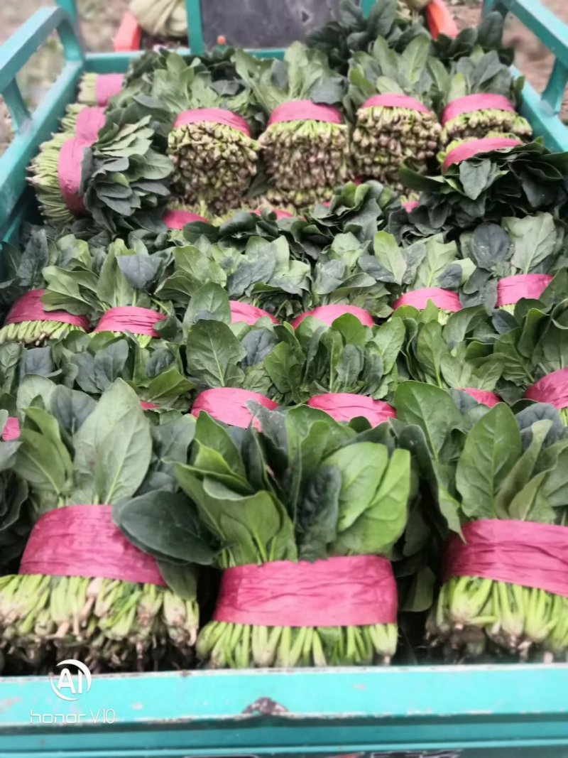 品种菠菜。大量上市。价格便宜。本人诚信，多年代办。有需要