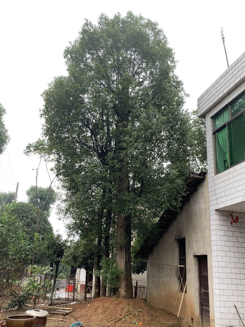 40-42-45-50公分骨架香樟