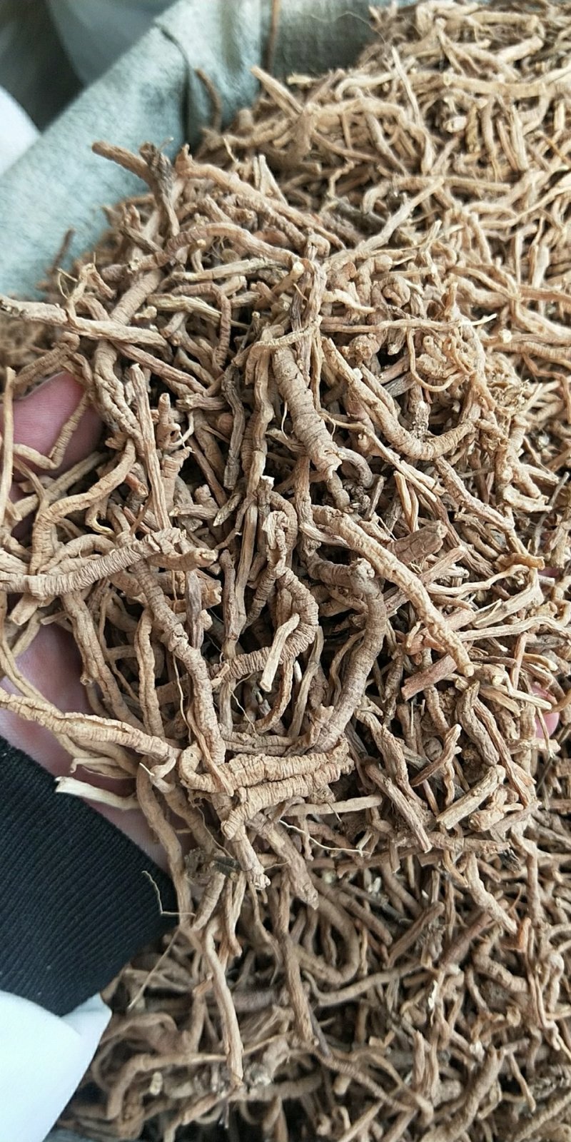 中药材抽芯率高远志远志肉新货无硫支持药检