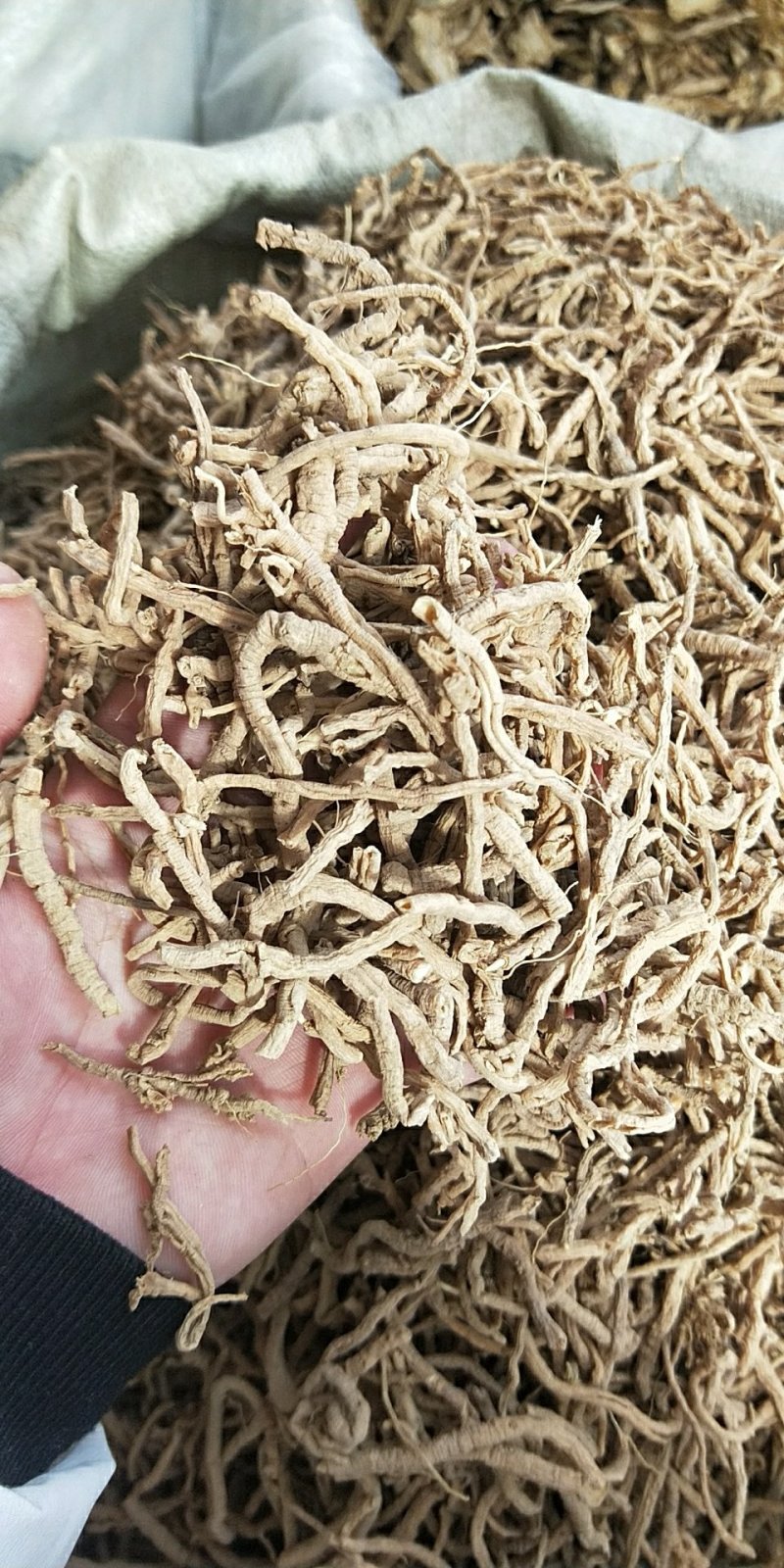 中药材抽芯率高远志远志肉新货无硫支持药检
