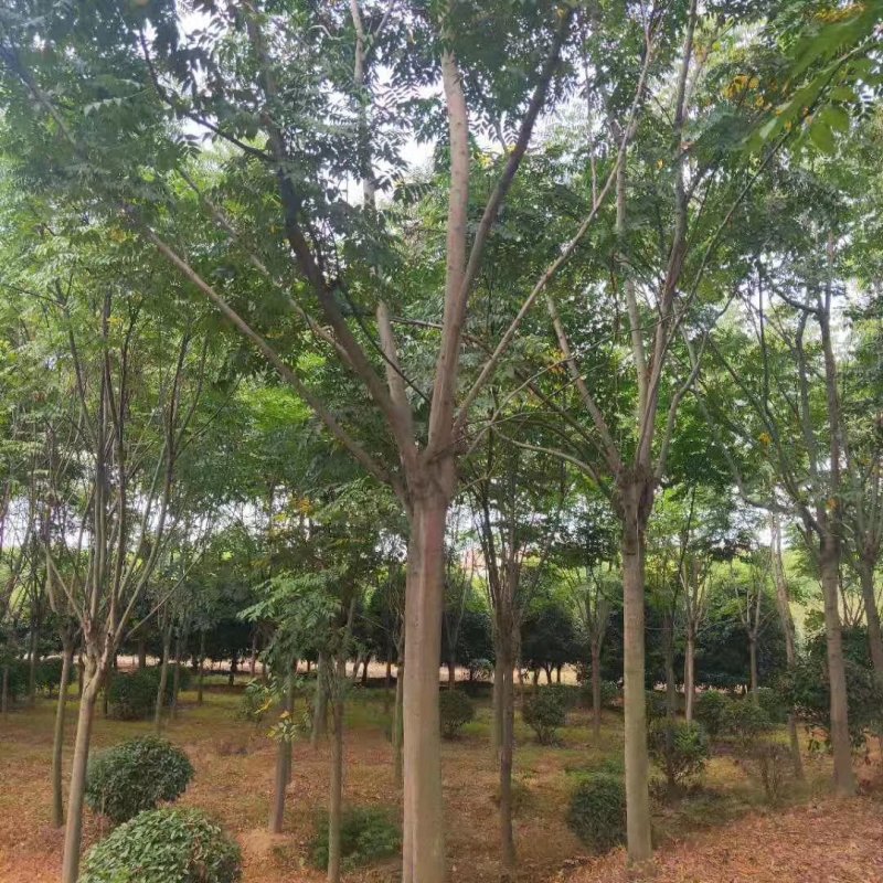 10公分栾树，品质好，成活率高，价格低，各种规格齐全。