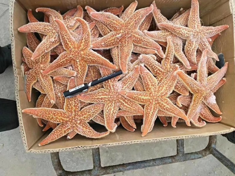 海星