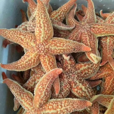 海星