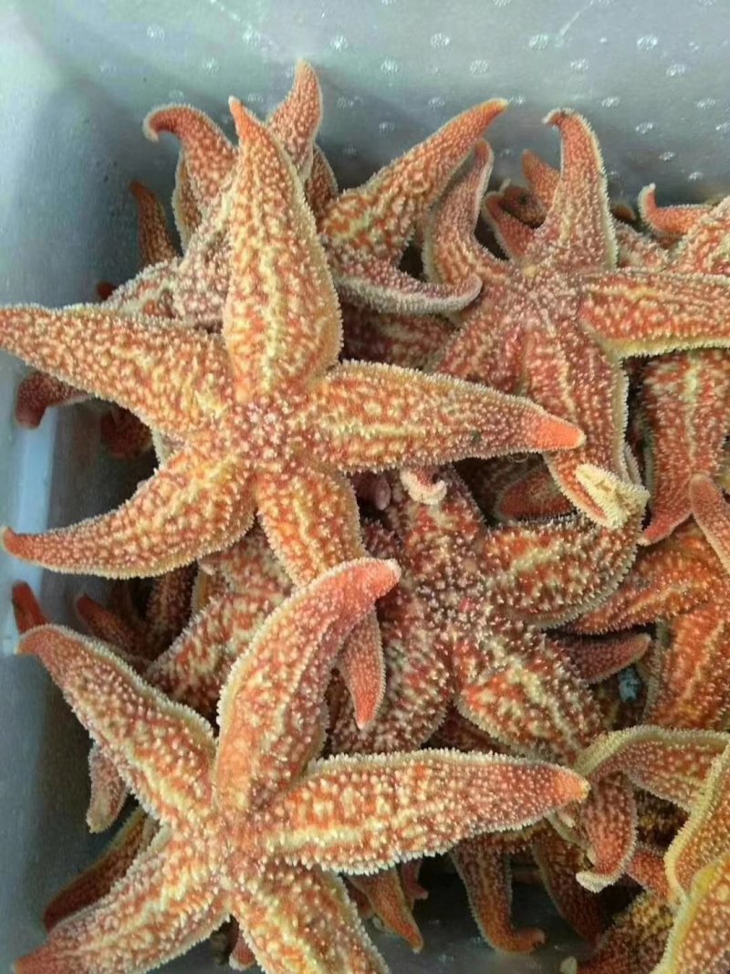海星