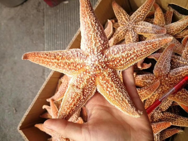 海星
