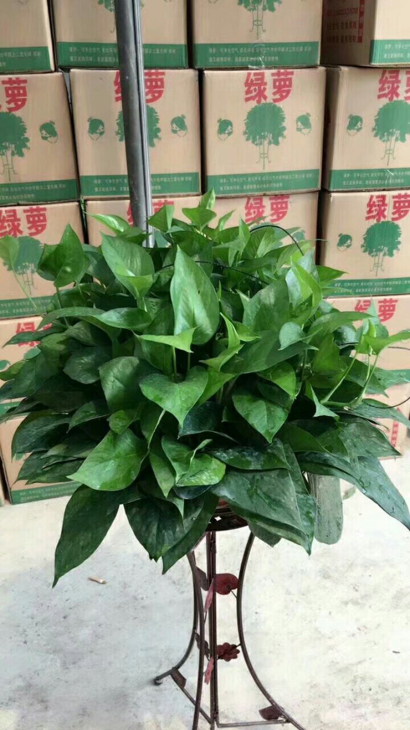 绿萝360#高角红盆短腾包邮
