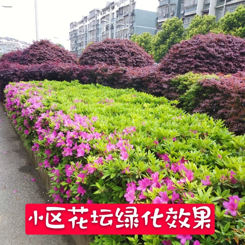 杜鹃花苗绿化毛鹃苗春鹃苗自产自销批发价