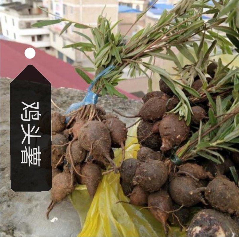 云南野生鸡头薯（山布袋)