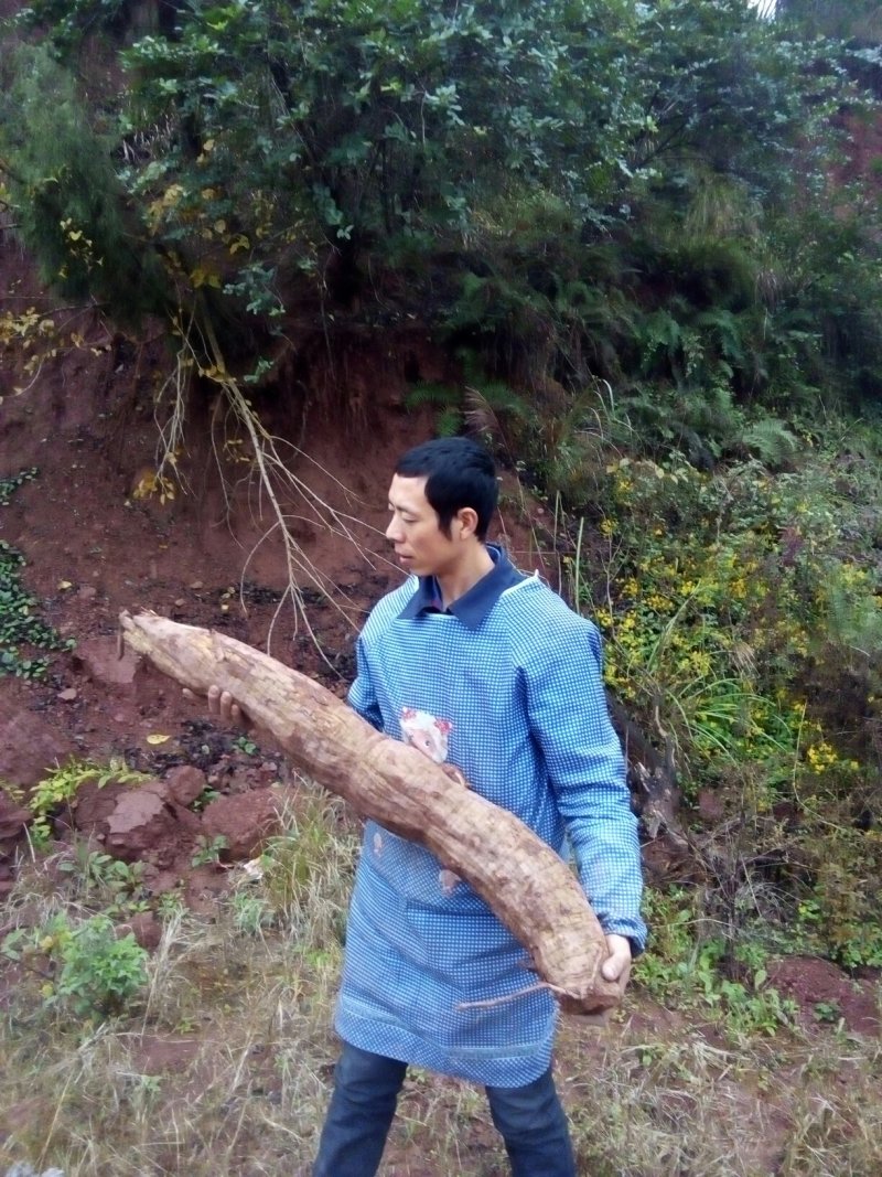 四川新鲜纯野生葛根粉保质保量