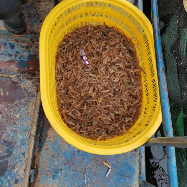 河虾