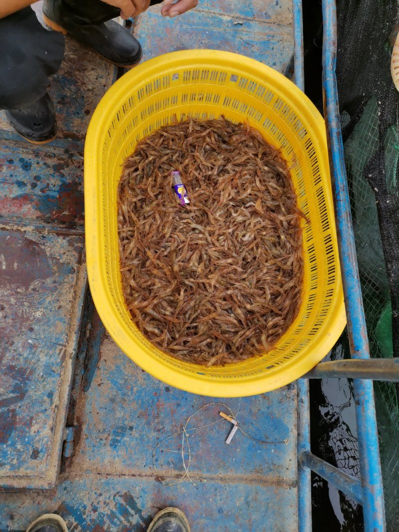 河虾