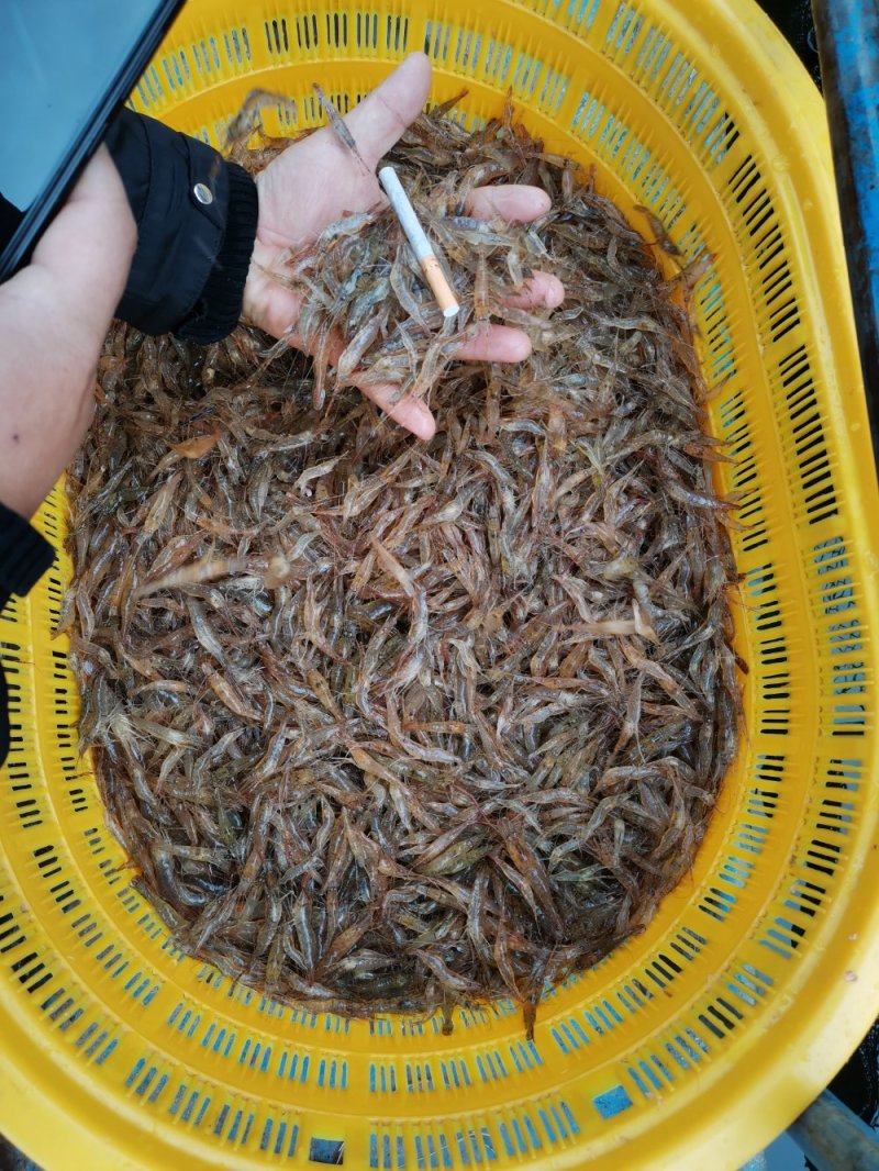 河虾
