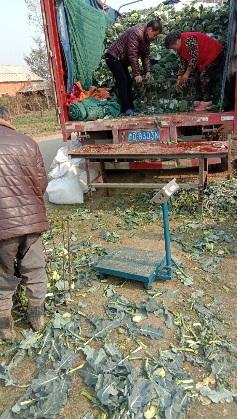 西兰花，抗热品种，耐寒品种，即将上市，