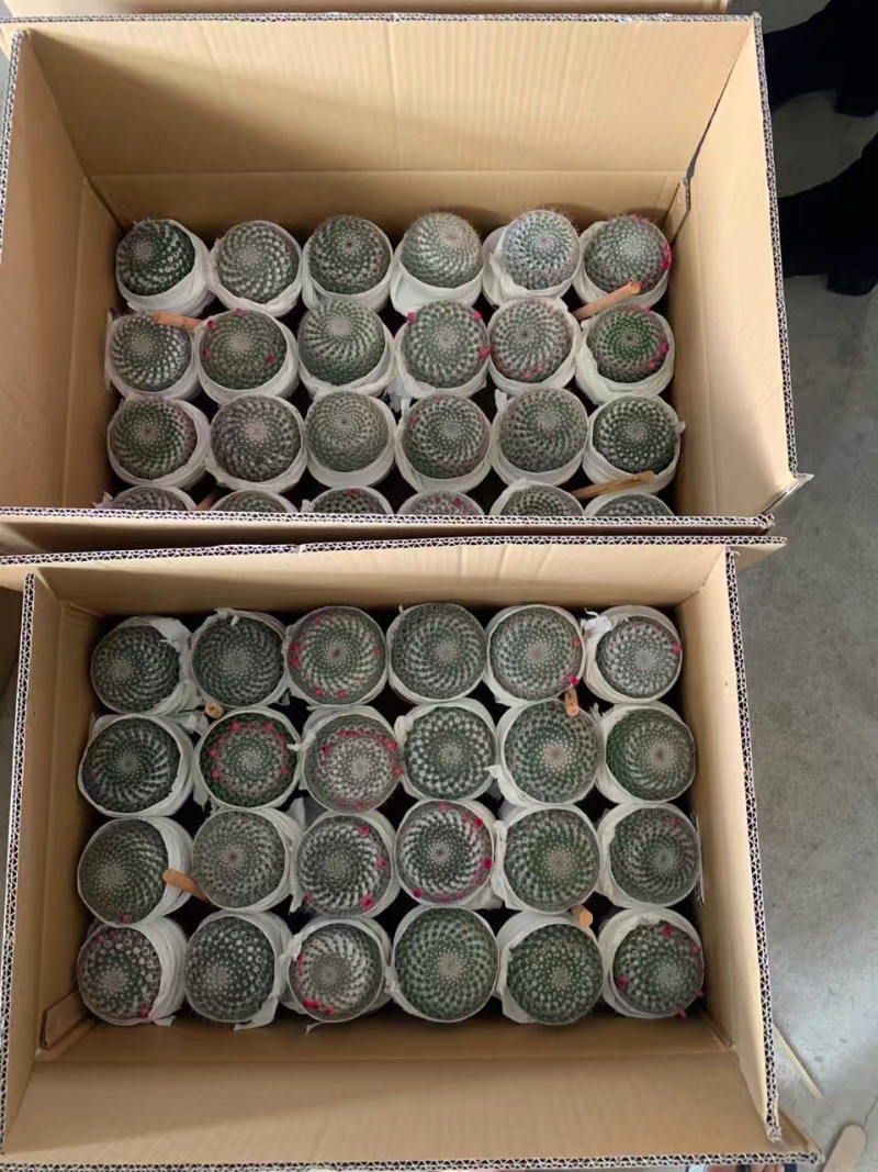 （推荐）玉翁仙人球带花苞大小规格带盆整箱批发基地直销
