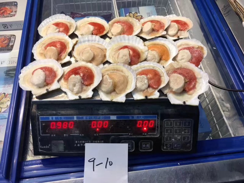 原壳扇贝，冷冻半壳扇贝，日本原装半壳吊笼贝