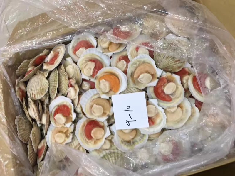 原壳扇贝，冷冻半壳扇贝，日本原装半壳吊笼贝