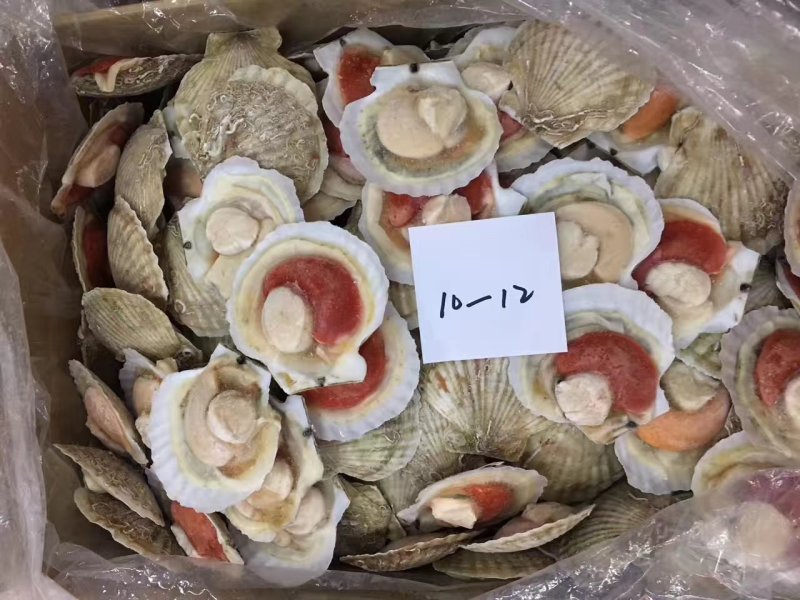 原壳扇贝，冷冻半壳扇贝，日本原装半壳吊笼贝