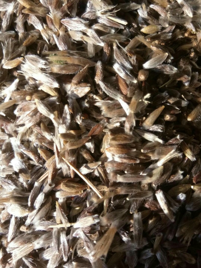 赤峰喀旗道地北苍术种子，自然成熟颗粒饱满。