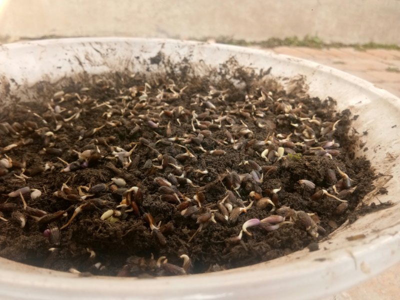 赤峰喀旗道地北苍术种子，自然成熟颗粒饱满。