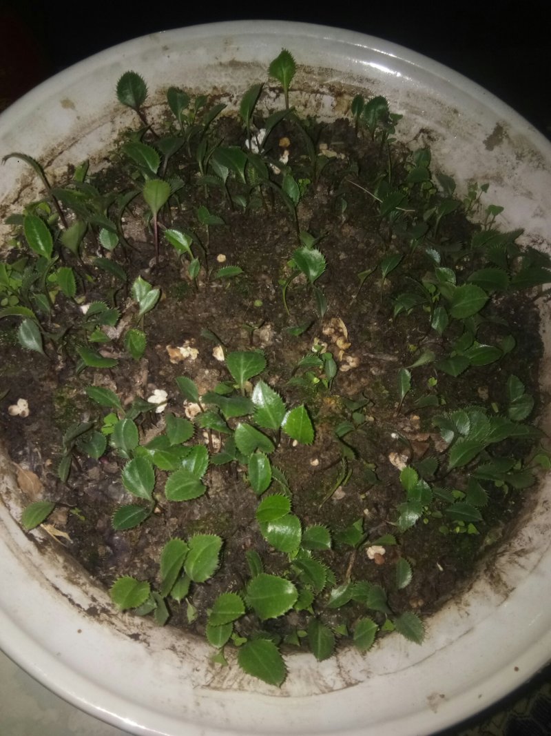 赤峰喀旗道地北苍术种子，自然成熟颗粒饱满。