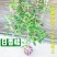 桂花苗四季桂日香桂正宗日香桂苗【花期240天】批发价包邮