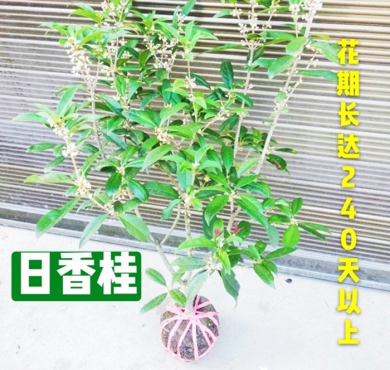 桂花苗四季桂日香桂正宗日香桂苗【花期240天】批发价包邮