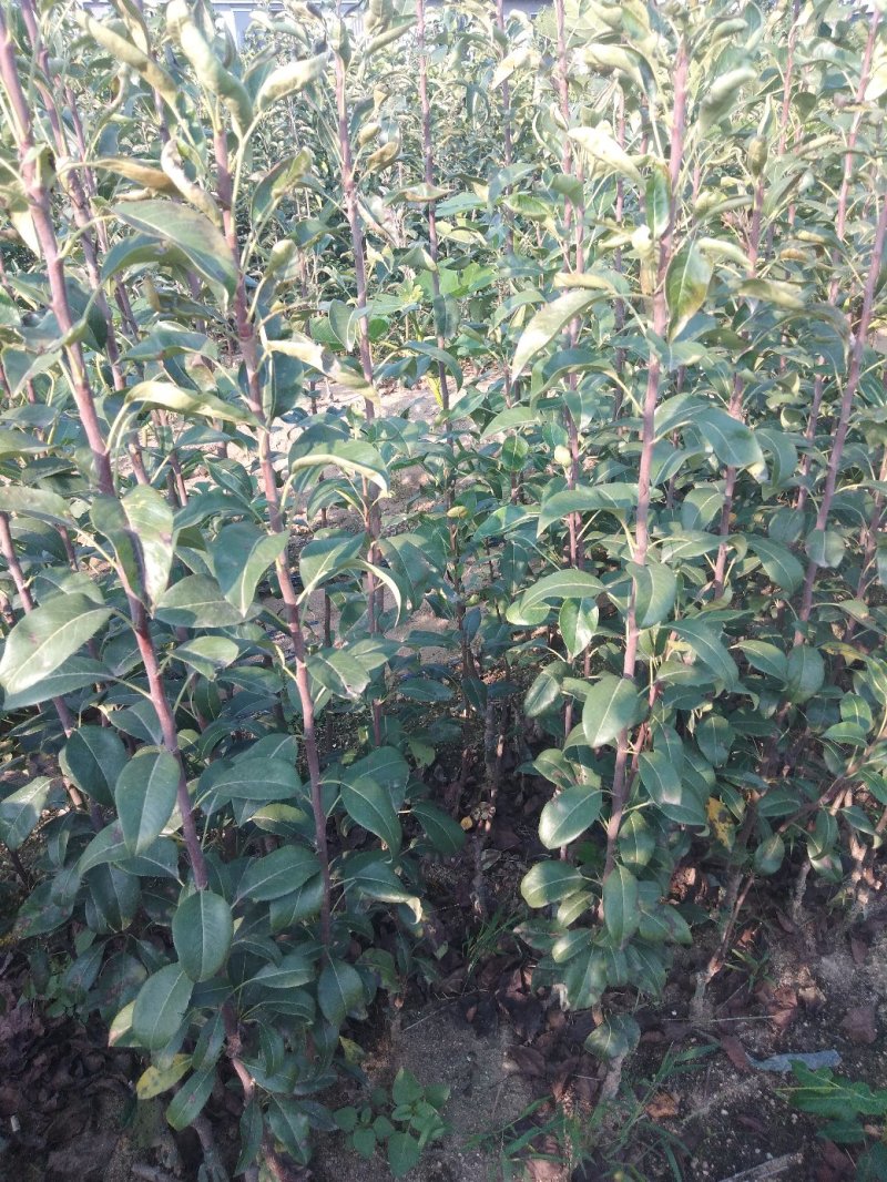 考密斯红梨苗：新品种果大红皮重量195克甜度高脆甜核小