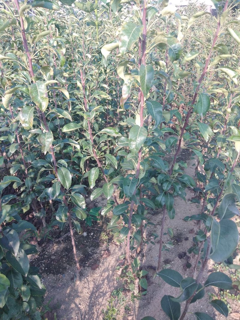 考密斯红梨苗：新品种果大红皮重量195克甜度高脆甜核小