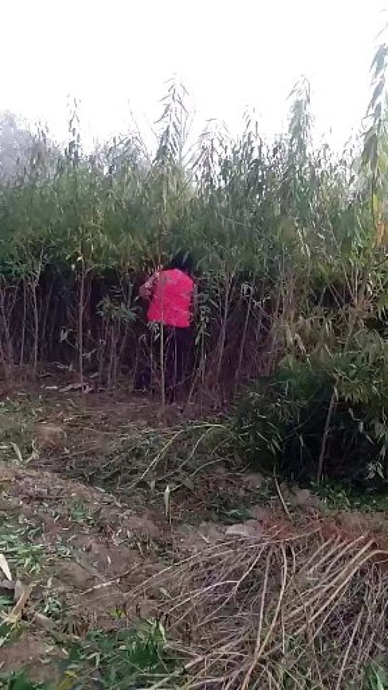 大量供应刺槐苗，花椒苗，山杏苗