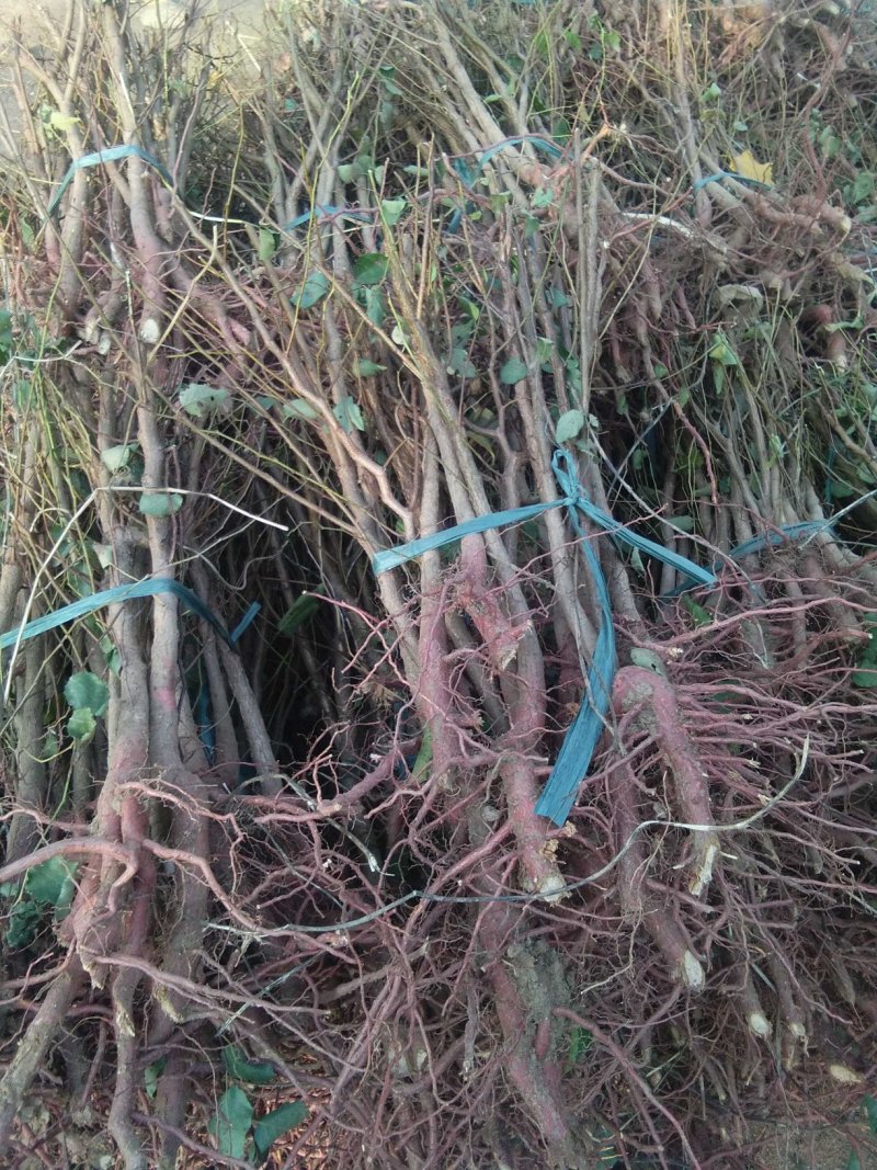 大量供应刺槐苗，花椒苗，山杏苗