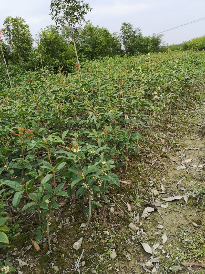 桂花苗四季桂日香桂正宗日香桂苗【花期240天】批发价包邮