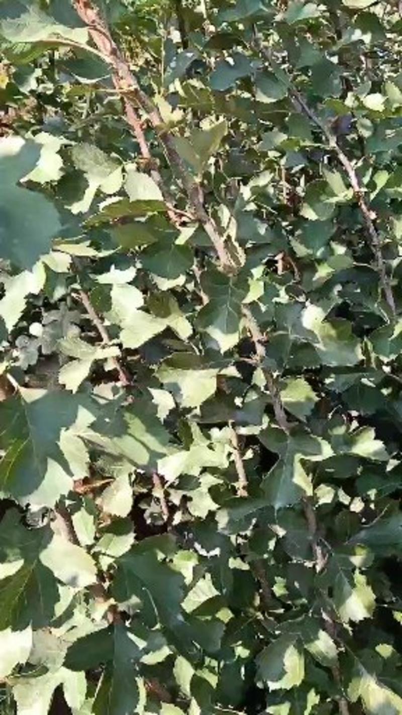 山楂苗，大金星大棉球，甜红子，黄山楂蓝山楂苗等品种。