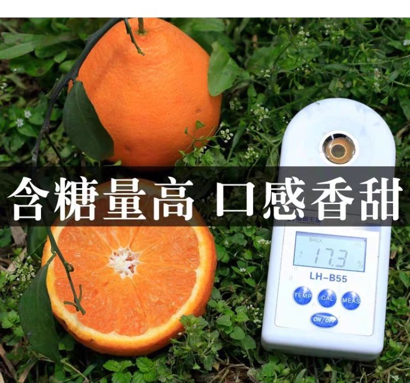 耙耙柑春见套袋果主产区果子仁寿县耙耙柑气温高