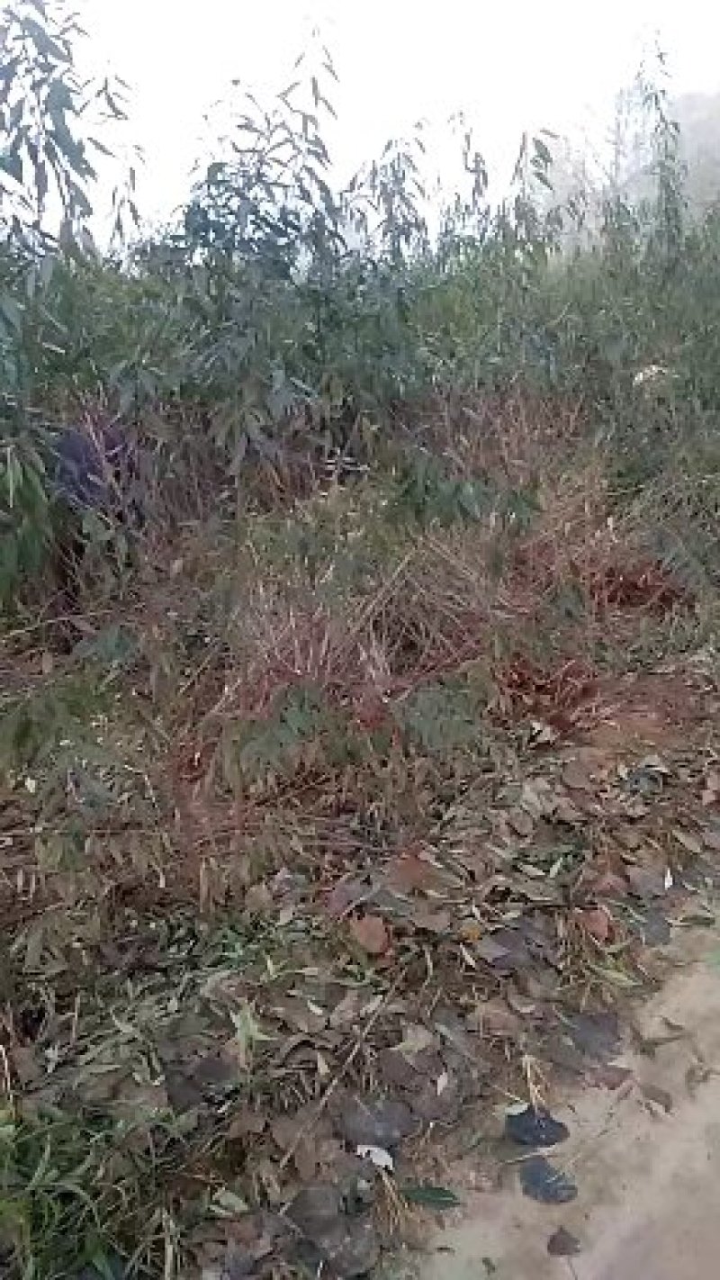 供应1-2年生山杏苗，毛桃苗