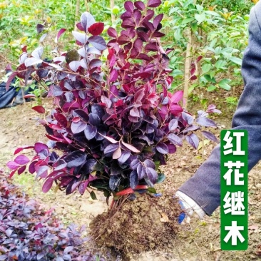 红继木苗红花继木园林绿化工程红继木小苗自产自销批发价