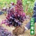 红继木苗红花继木园林绿化工程红继木小苗自产自销批发价