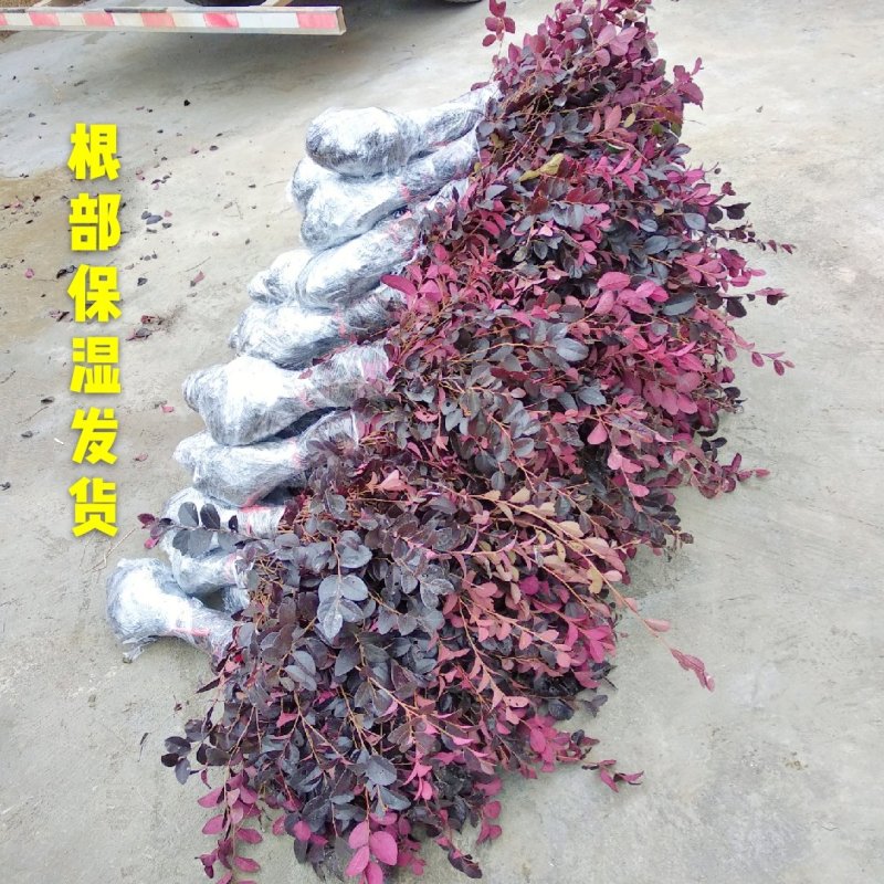 红继木苗红花继木园林绿化工程红继木小苗自产自销批发价