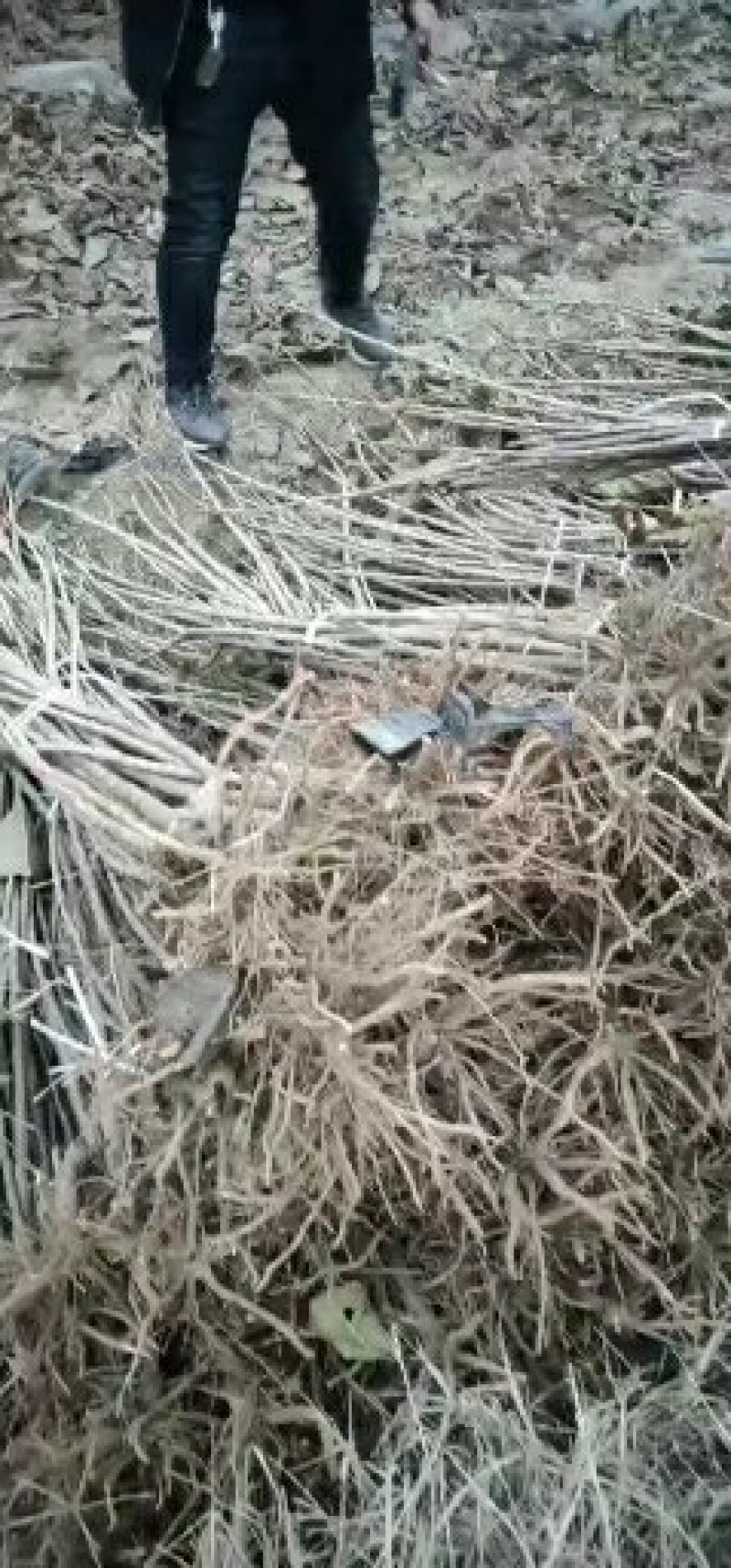 凌霄花木，绿化家庭种植1-3年苗价格便宜