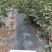 凌霄花木,绿化家庭种植1-3年苗价格便宜