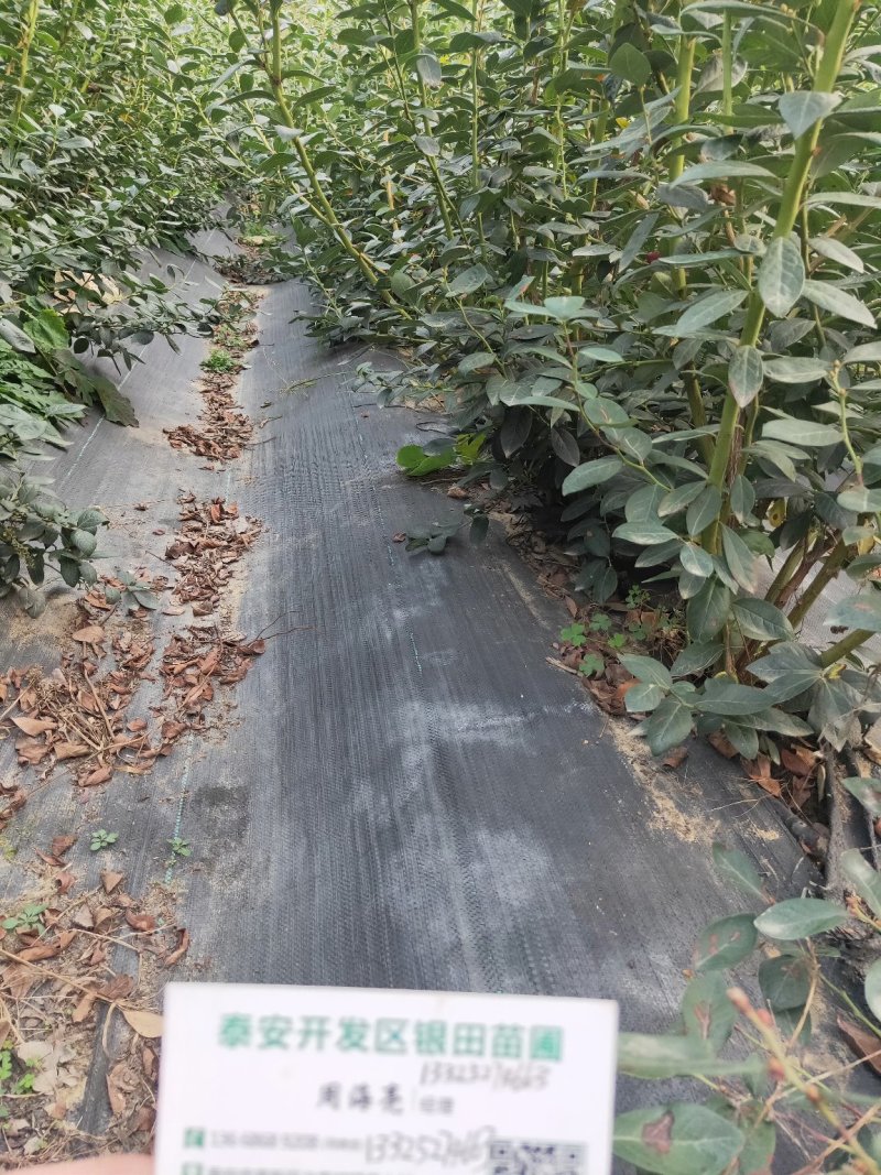 凌霄花木，绿化家庭种植1-3年苗价格便宜